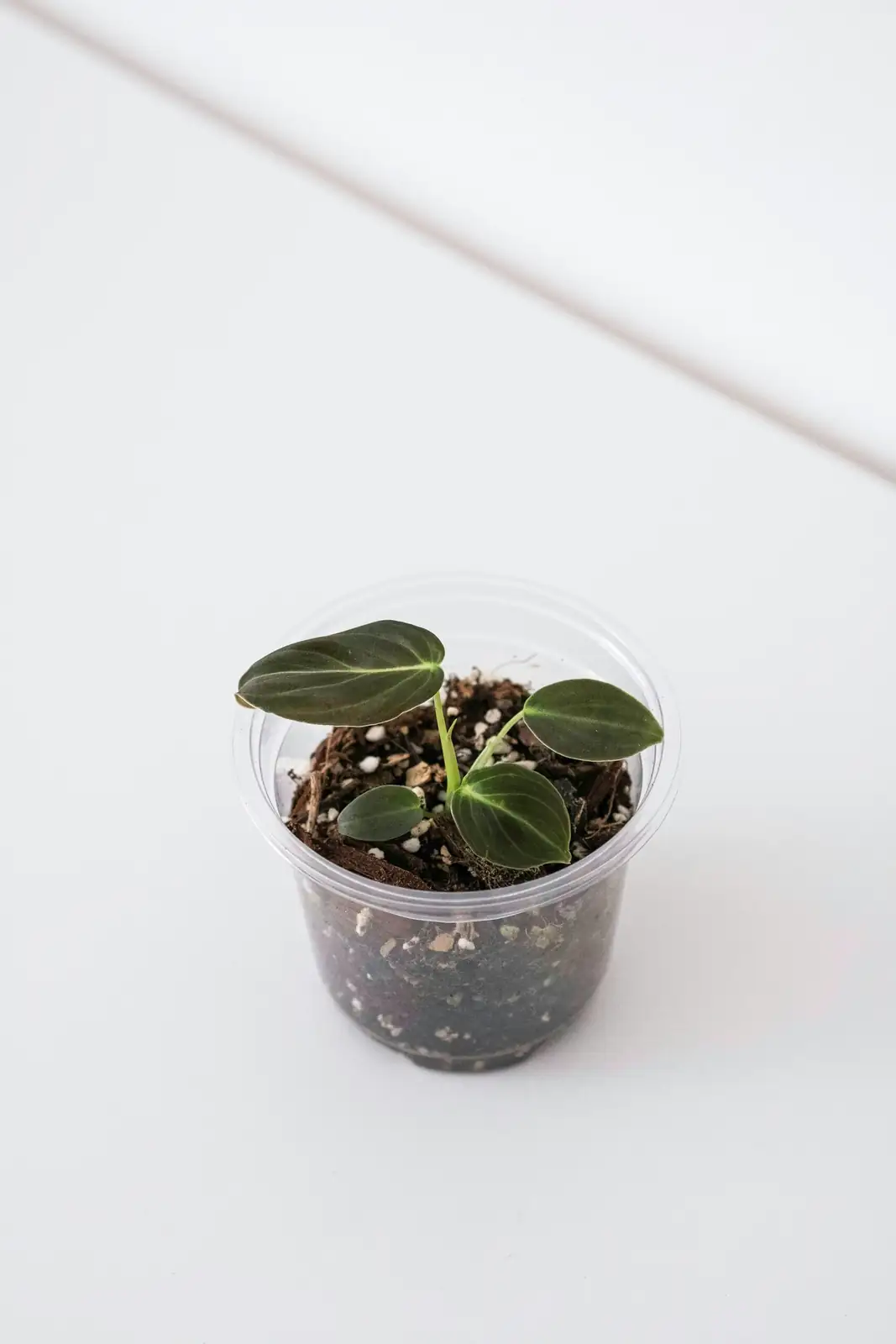 ripple peperomia leaf cutting propagation
