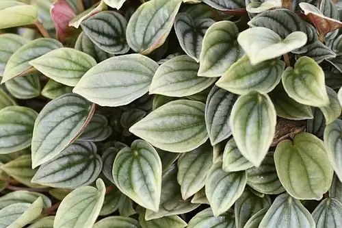 Hidden Hearts, Quiet Resilience: The Flower Language of Ripple Peperomia and How It Arose