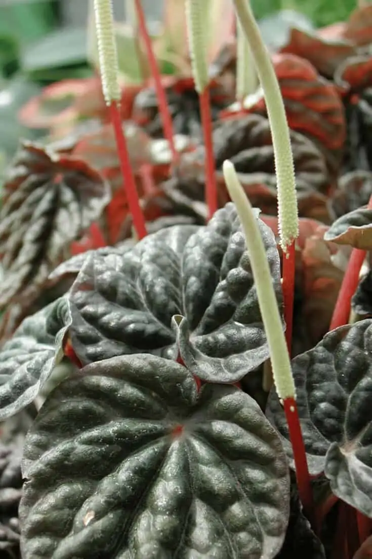 peperomia caperata flower spikes macro
