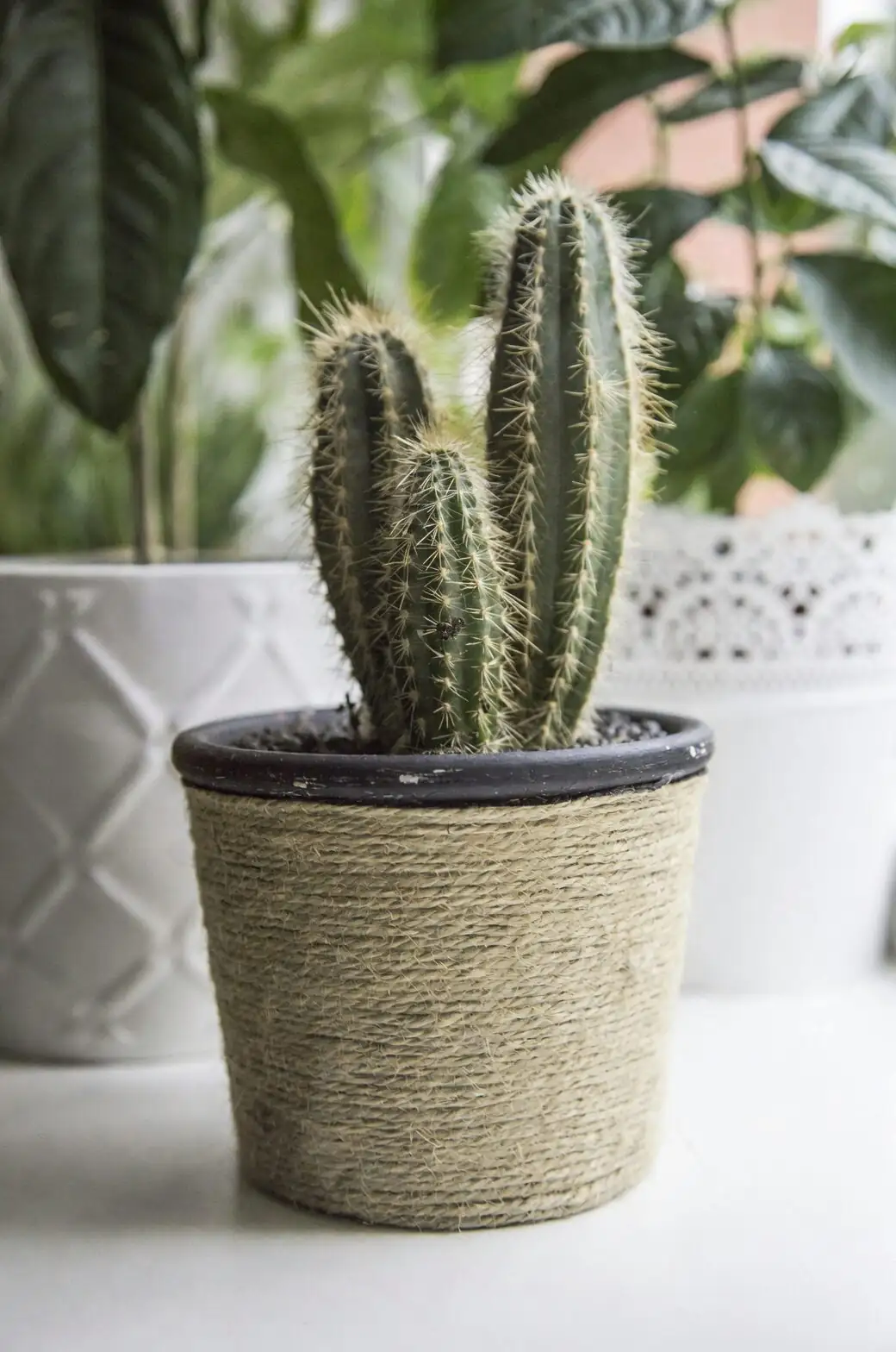 ripple peperomia gift wrapped pot
