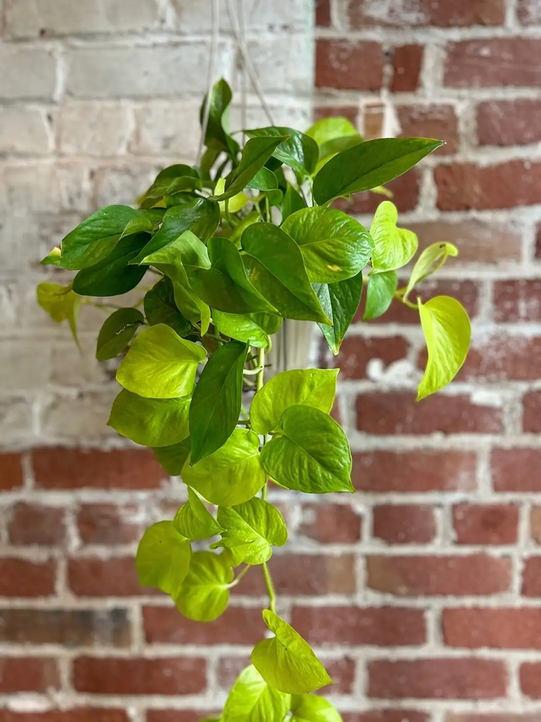 ripple peperomia on desk workspace