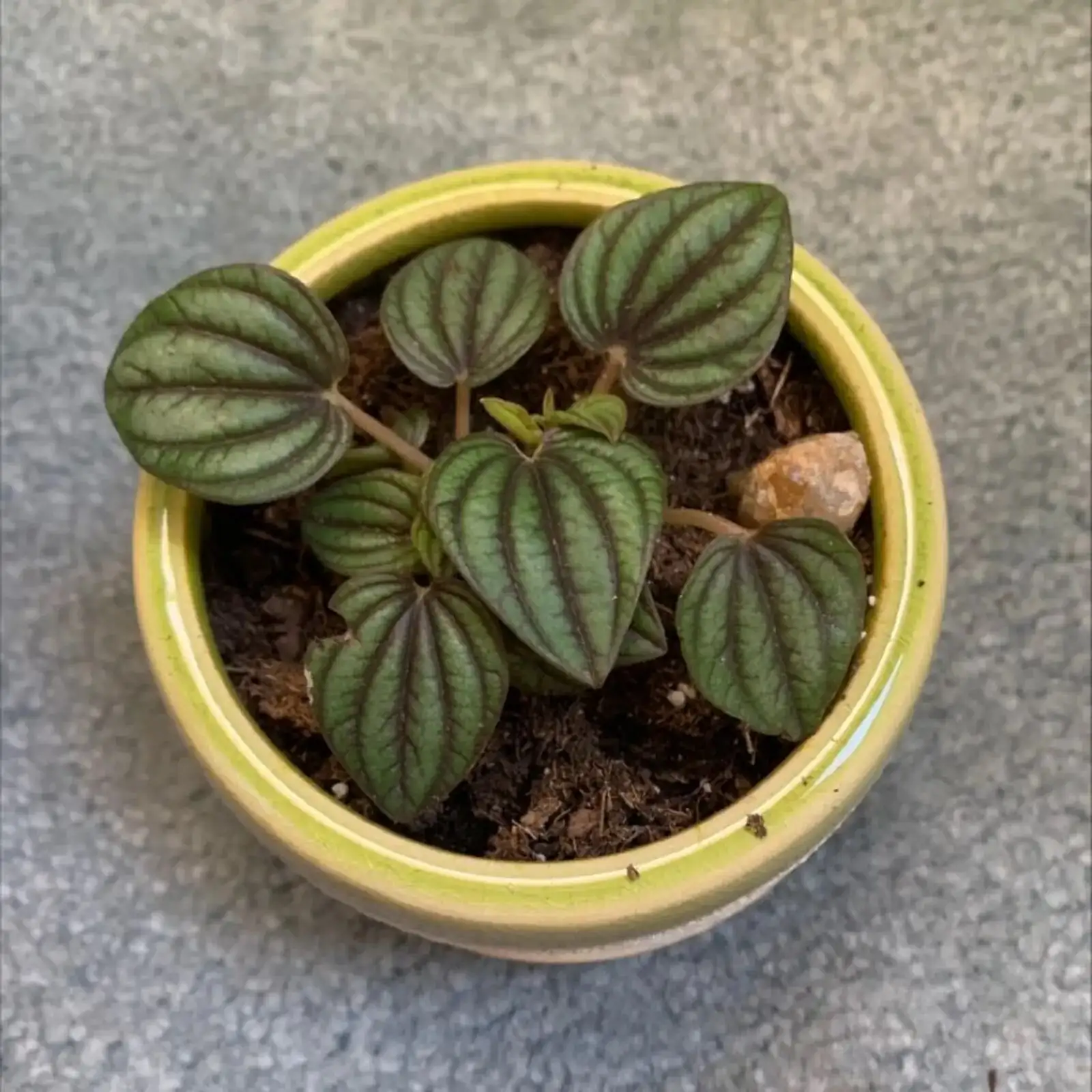 watering ripple peperomia small pot