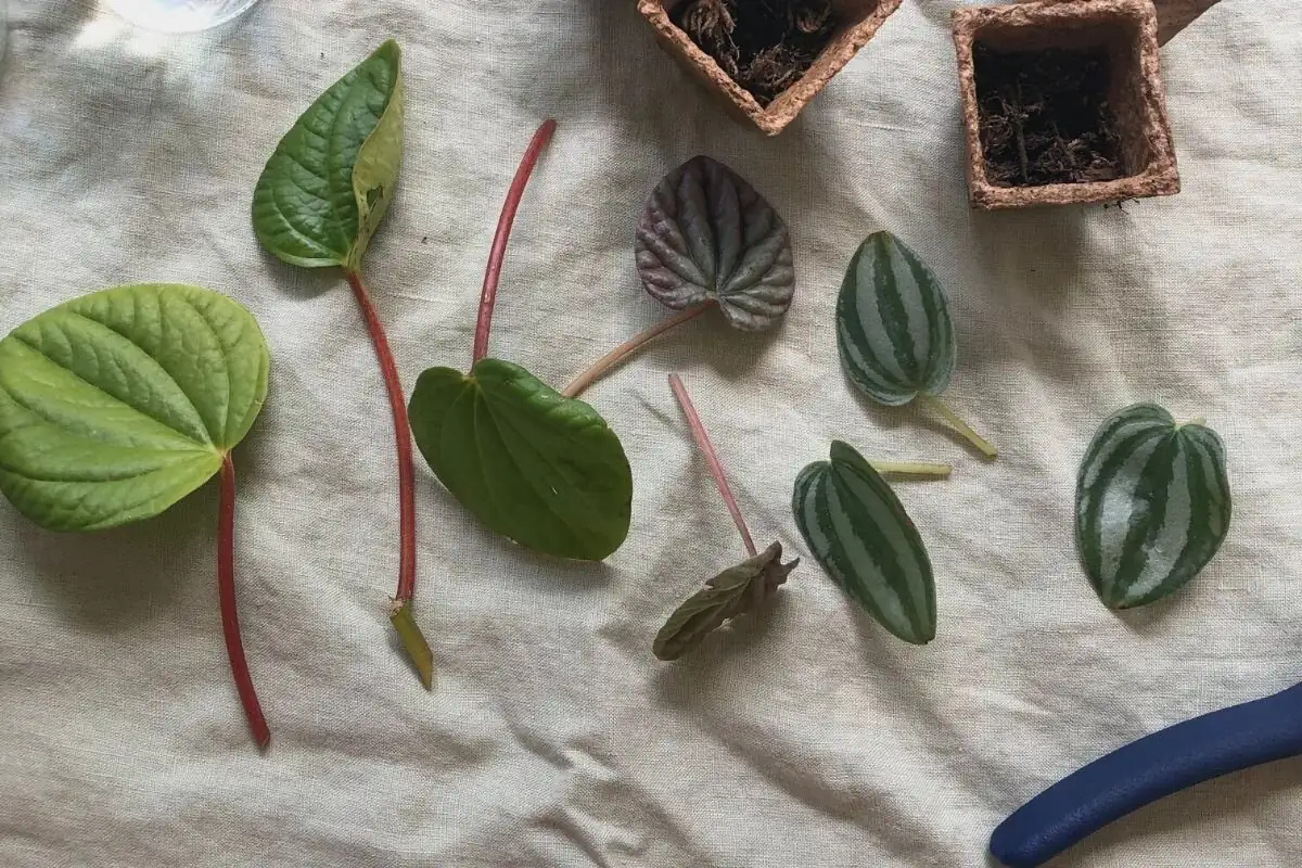 peperomia caperata propagation tools flat lay