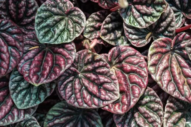 peperomia caperata stem cutting planting