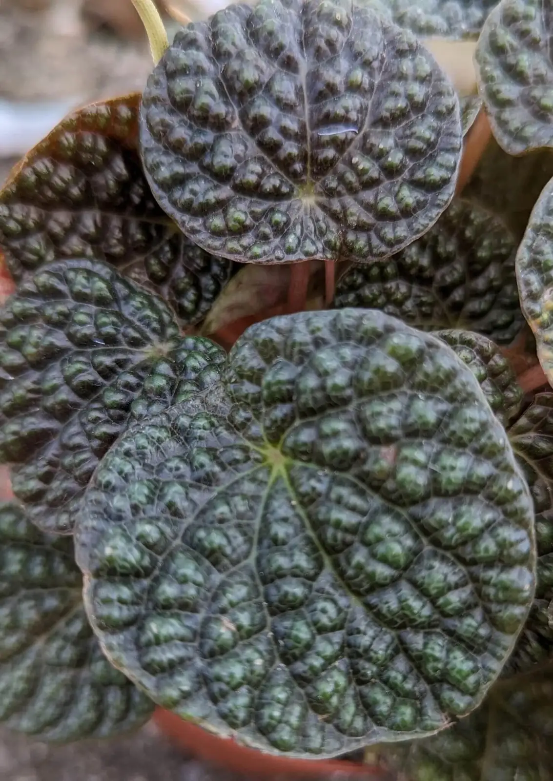peperomia caperata leaf petiole cutting