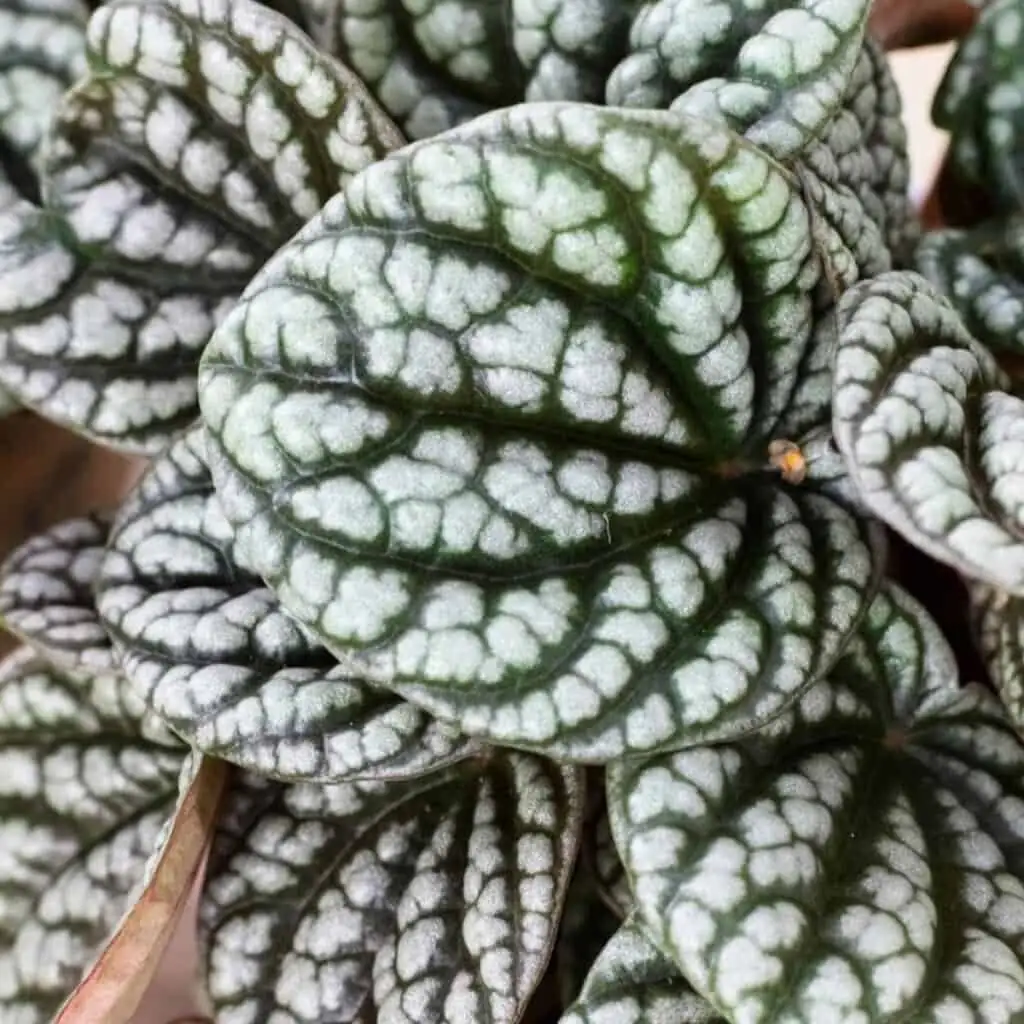 peperomia caperata plantlets emerging close-up