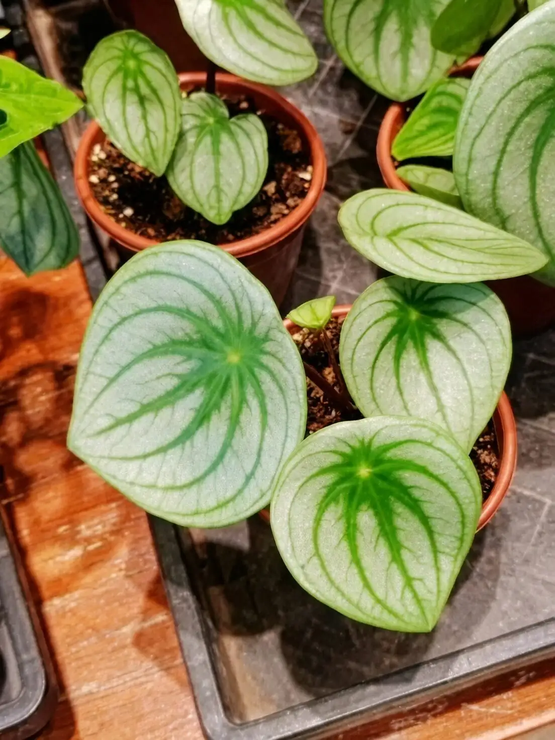 Small Plant, Big Style: 9 Ways Ripple Peperomia Levels Up Desks, Shelves, and Bathrooms