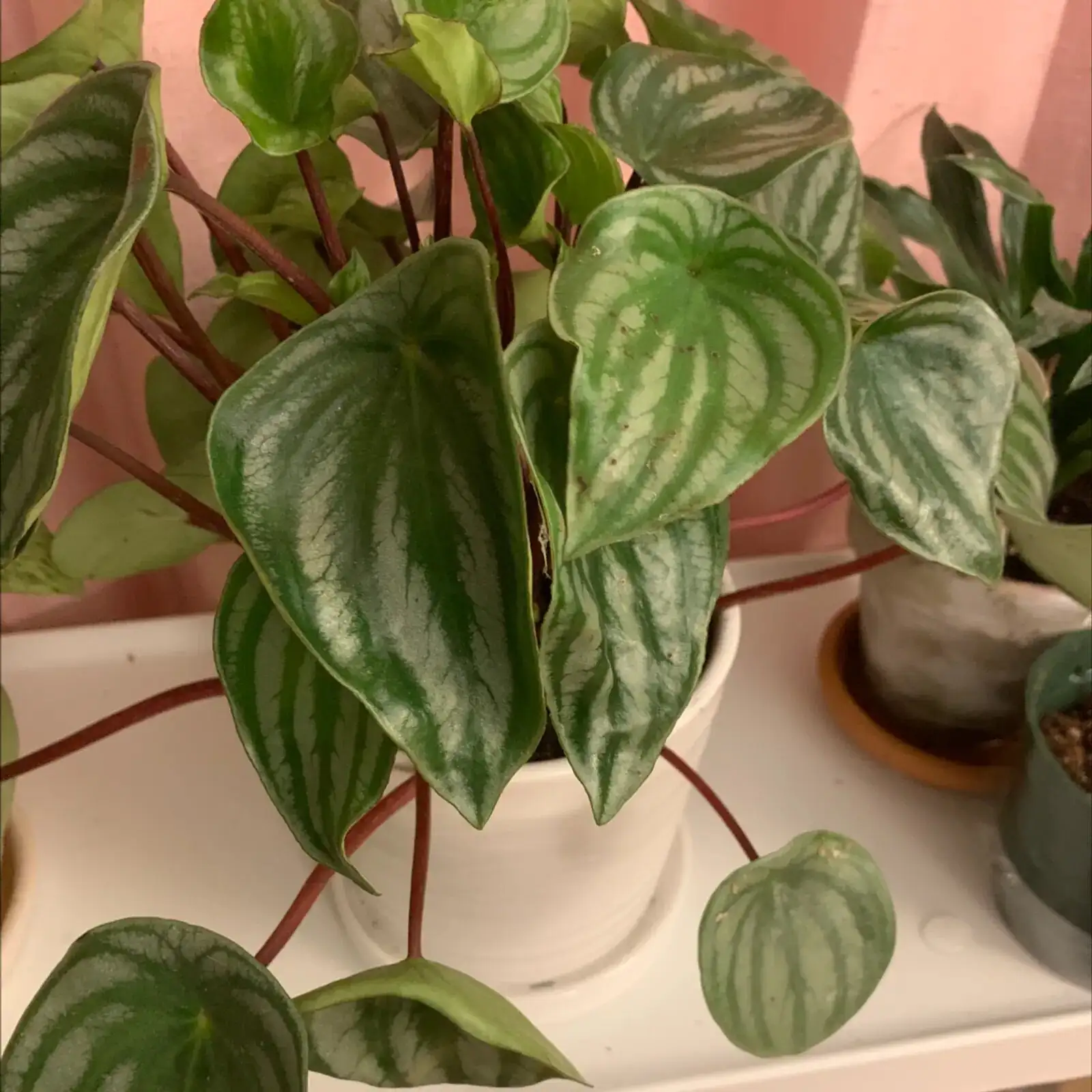 ripple peperomia minimalist desk