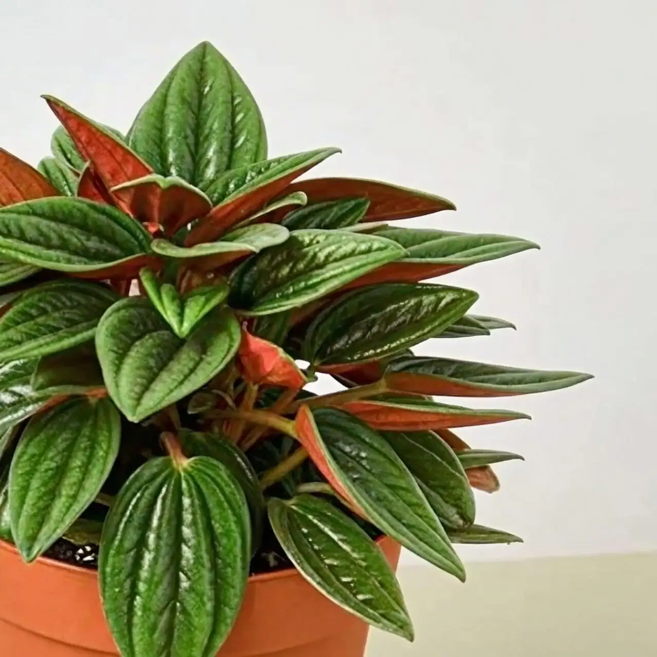 ripple peperomia shelf styling