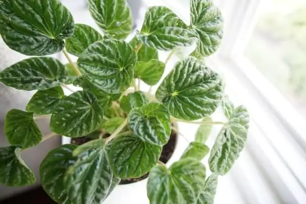 Airy Mix, Happy Ripples: Perlite vs. Pumice vs. Bark for Peperomia caperata