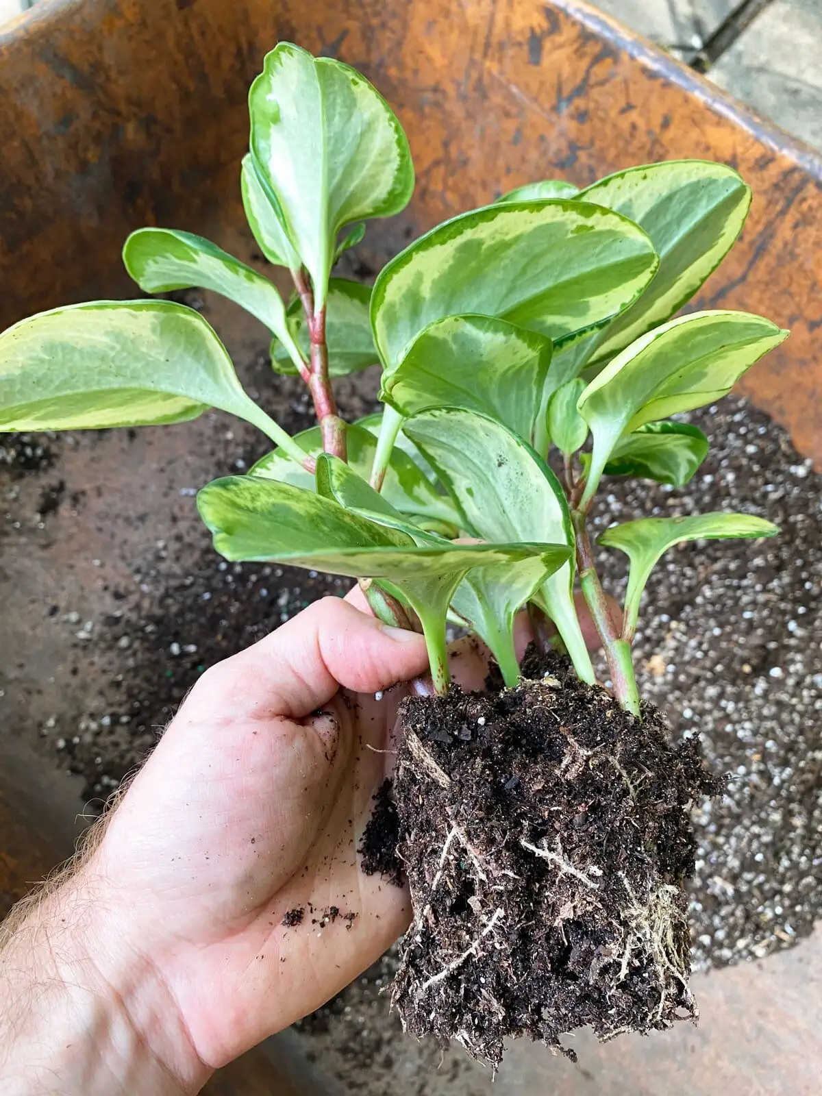 peperomia caperata repotting hands