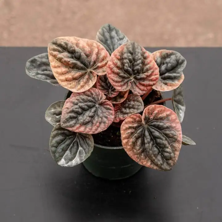 Will It Thrive Under LEDs? A No‑Stress Grow‑Light Setup for Ripple Peperomia