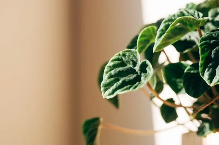 peperomia caperata hand shadow test