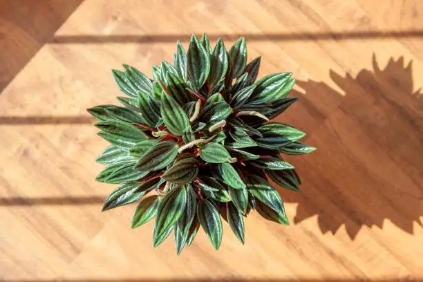 peperomia caperata clamp lamp setup