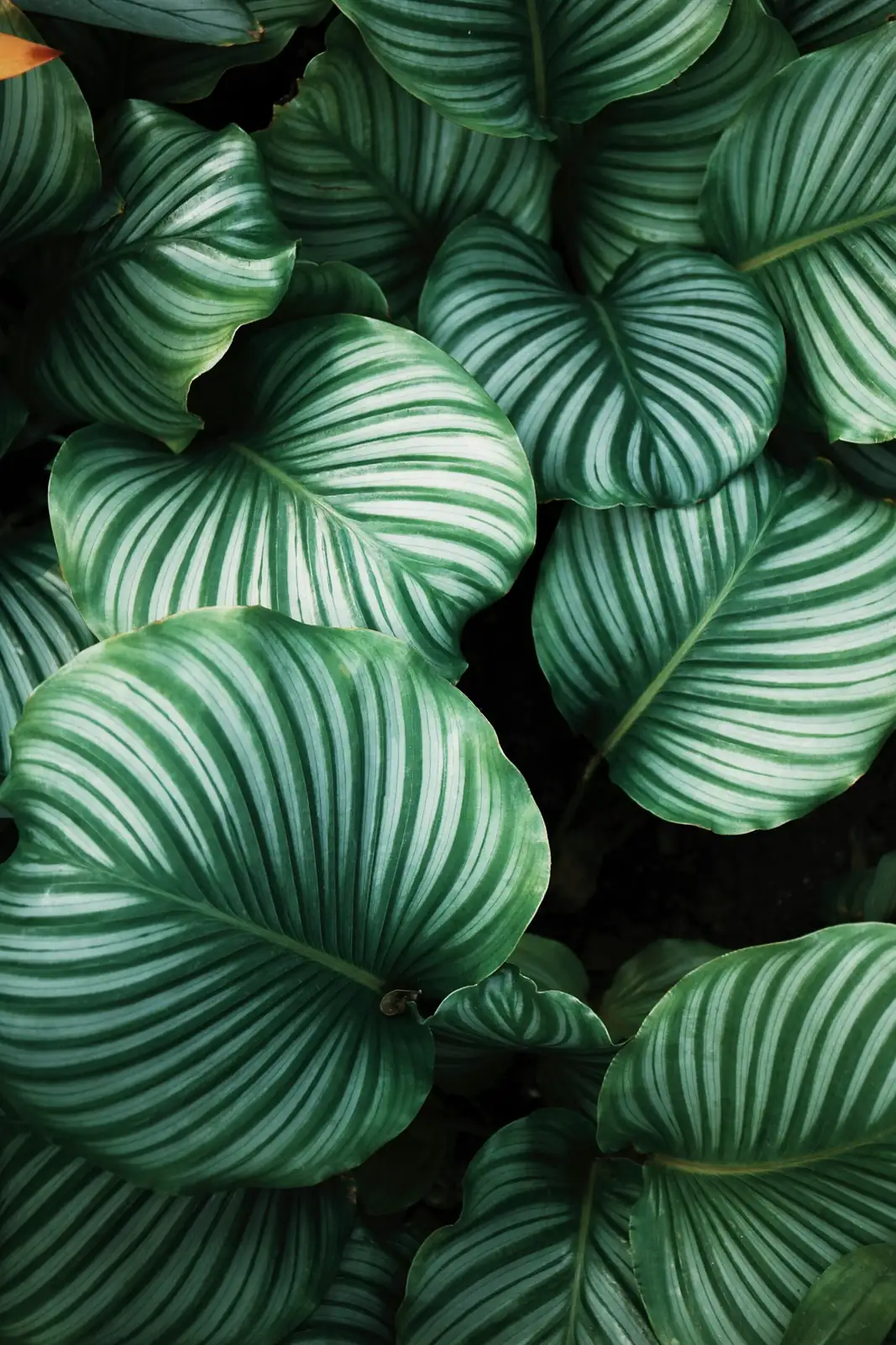 peperomia caperata leaf ridge bleaching close-up