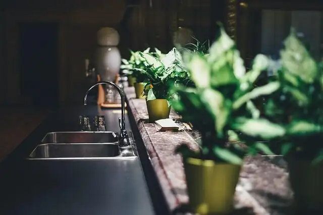 peperomia caperata east window kitchen
