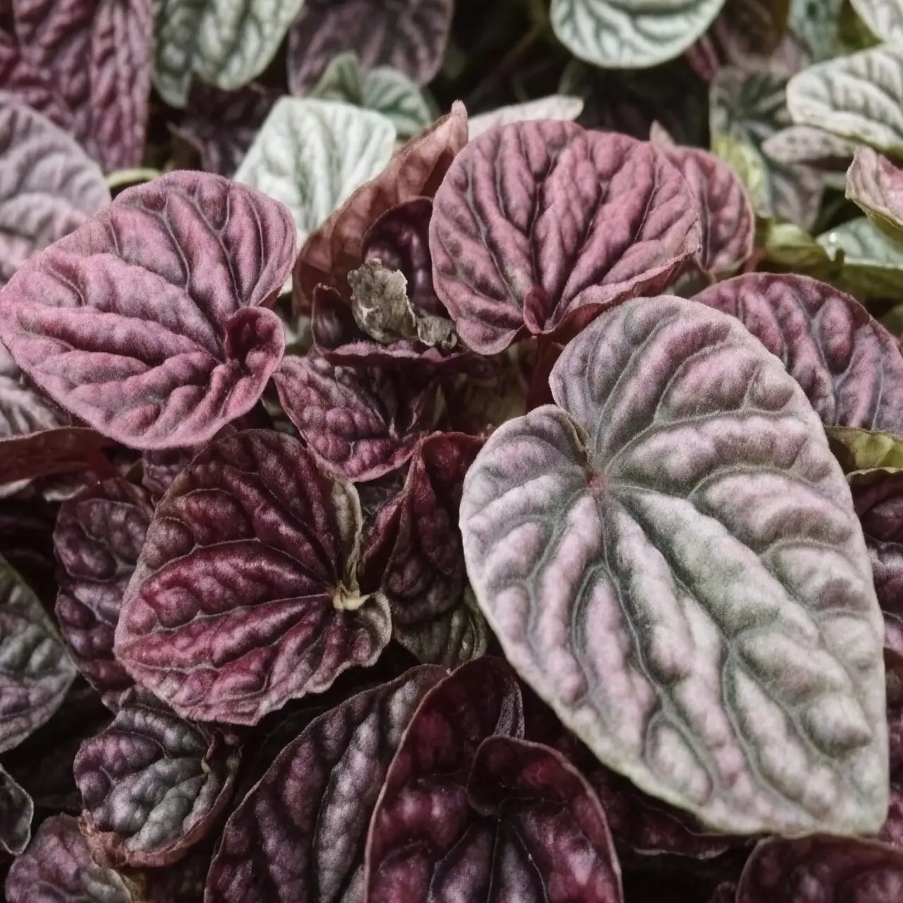 Winter Chill, Summer Spikes: Your Month‑by‑Month Care Calendar for Ripple Peperomia