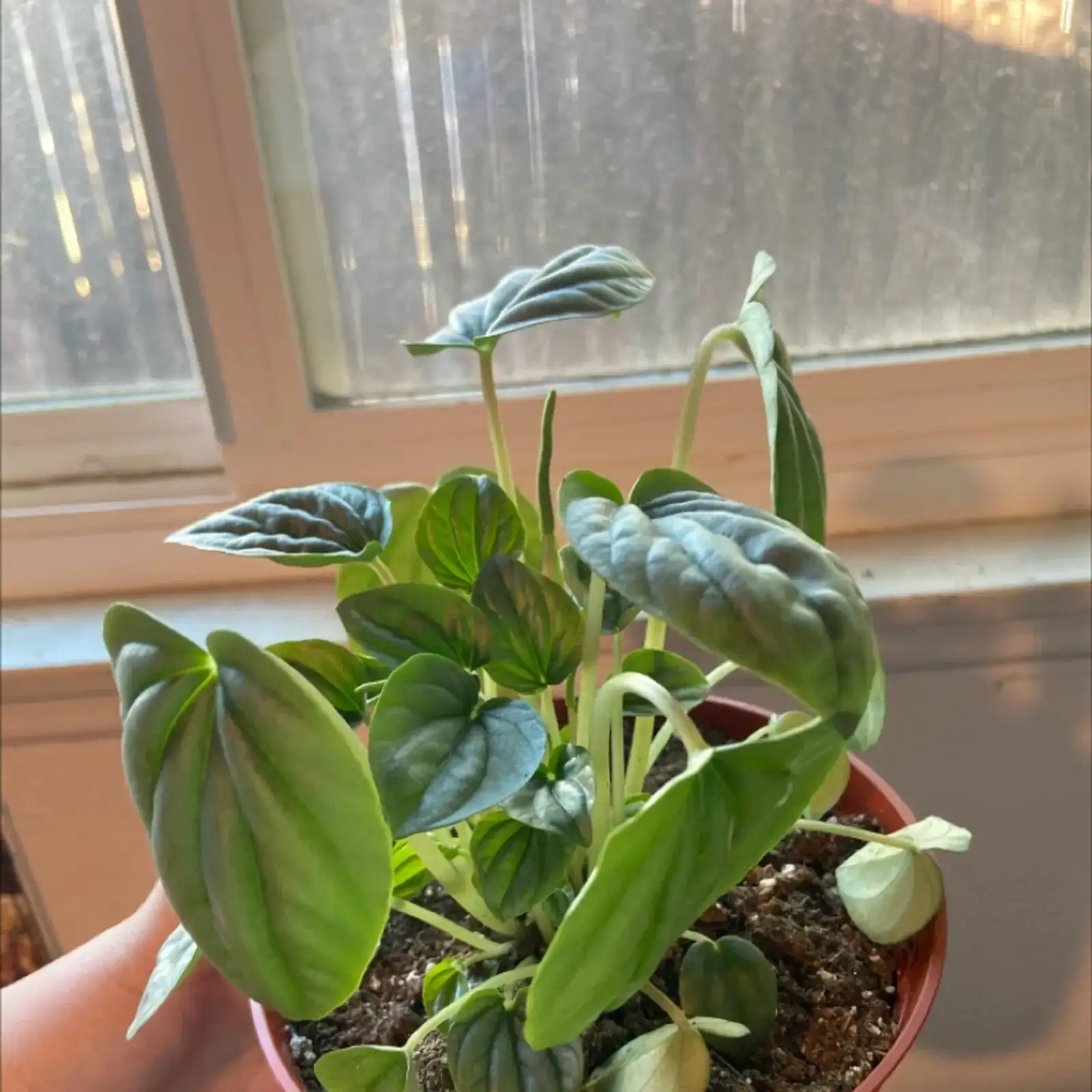 ripple peperomia repotting perlite mix