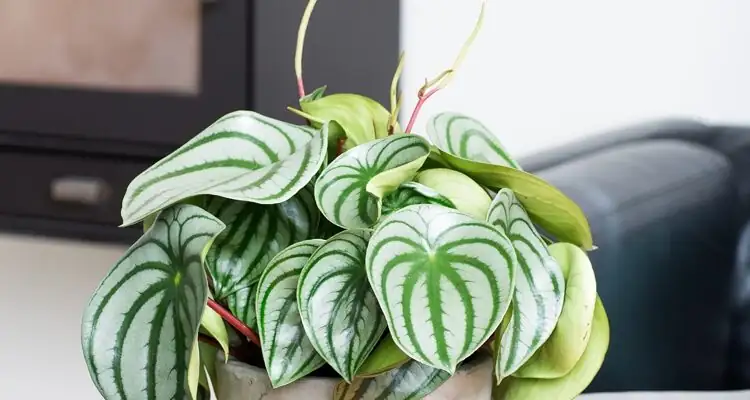 Pet‑Friendly, Apartment‑Ready: Where Ripple Peperomia Fits Best at Home