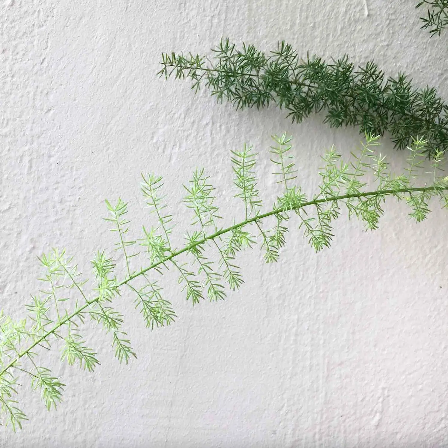 asparagus fern spider mites webbing close-up