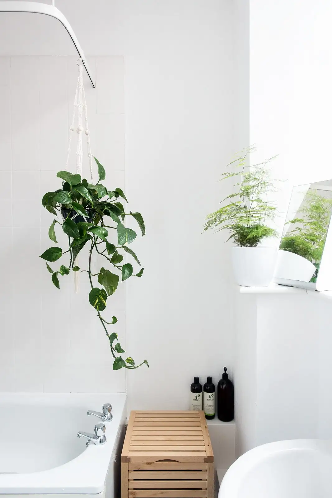 asparagus fern shower rinse hands