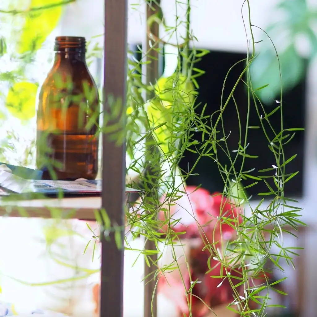 asparagus fern insecticidal soap spray