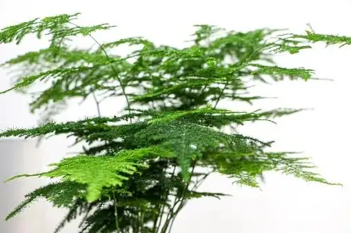 asparagus fern roots tubers repotting