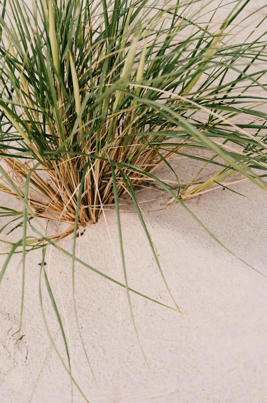 From South African Thickets to Hanging Baskets: The Wild Journey of Asparagus densiflorus