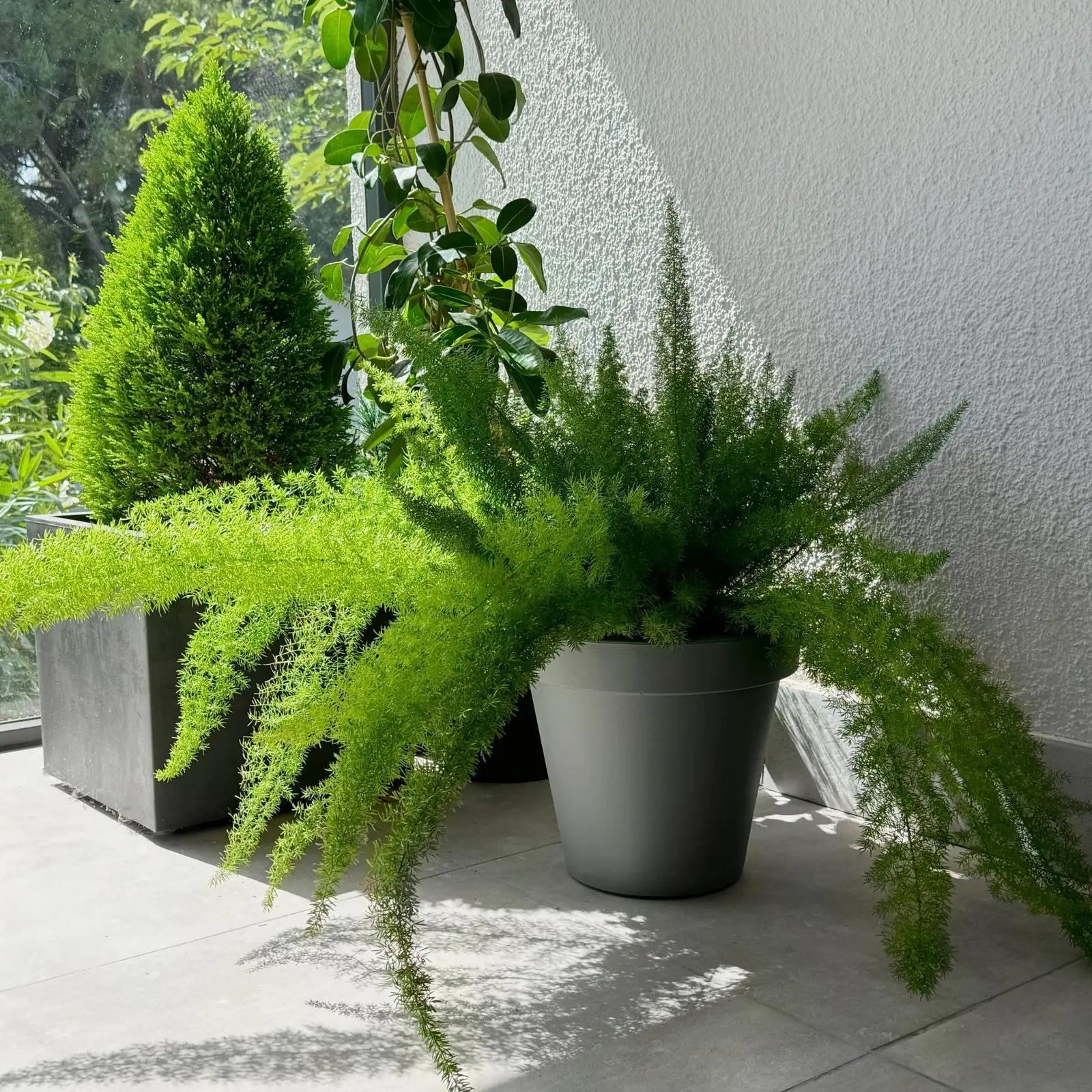 asparagus densiflorus hanging basket window