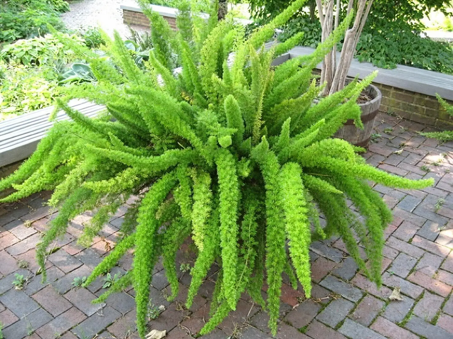 asparagus densiflorus sprengeri and meyersii