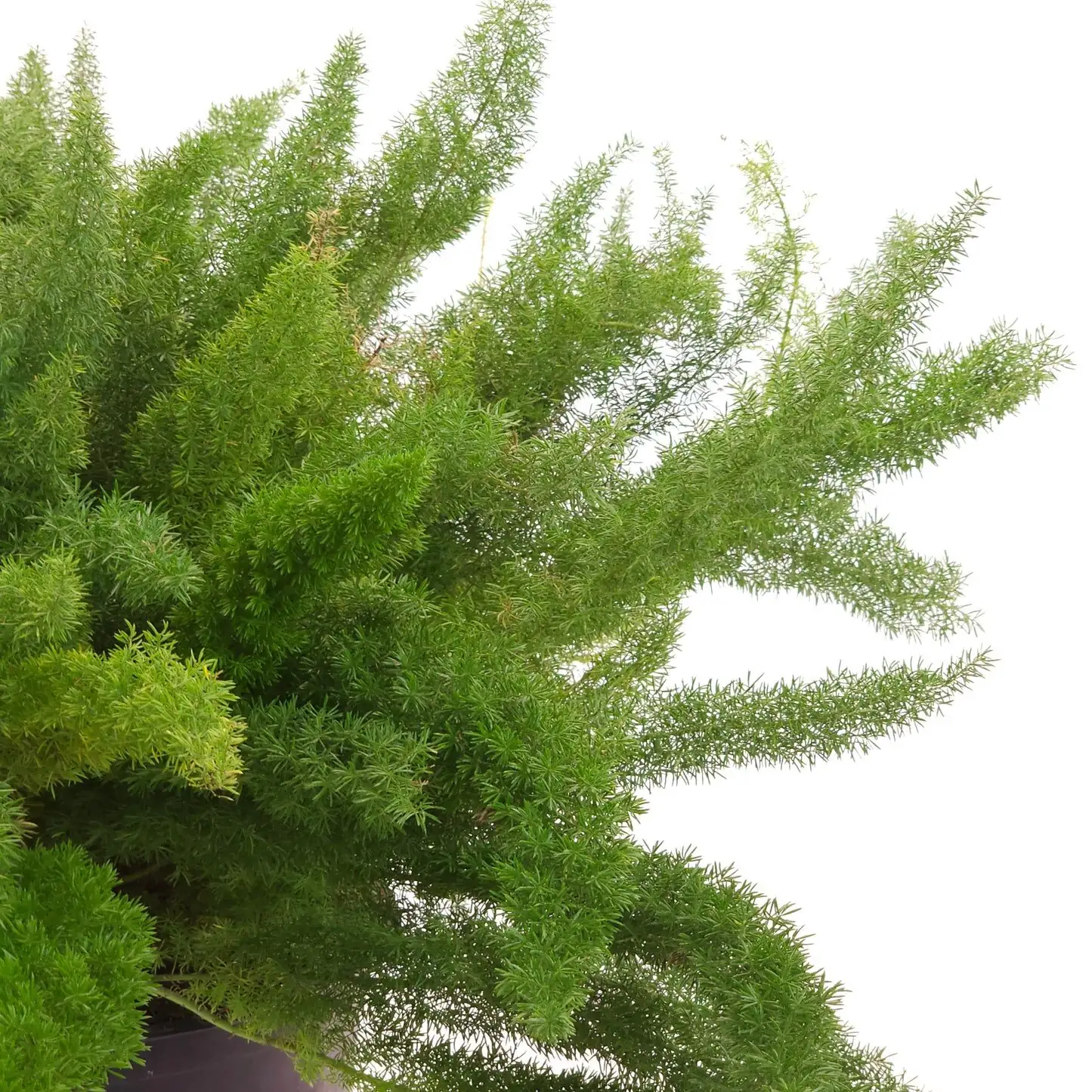 asparagus densiflorus watering indoor pot