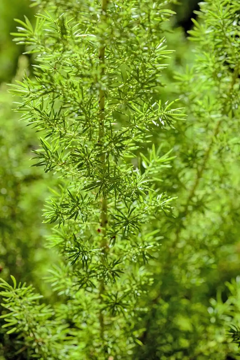 asparagus fern cladodes close-up
