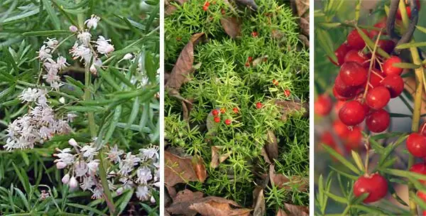 asparagus fern white flowers berries close-up