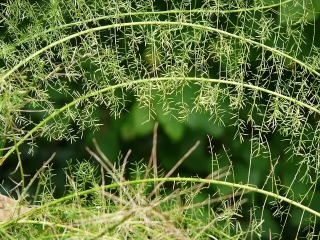 asparagus fern tuberous roots division
