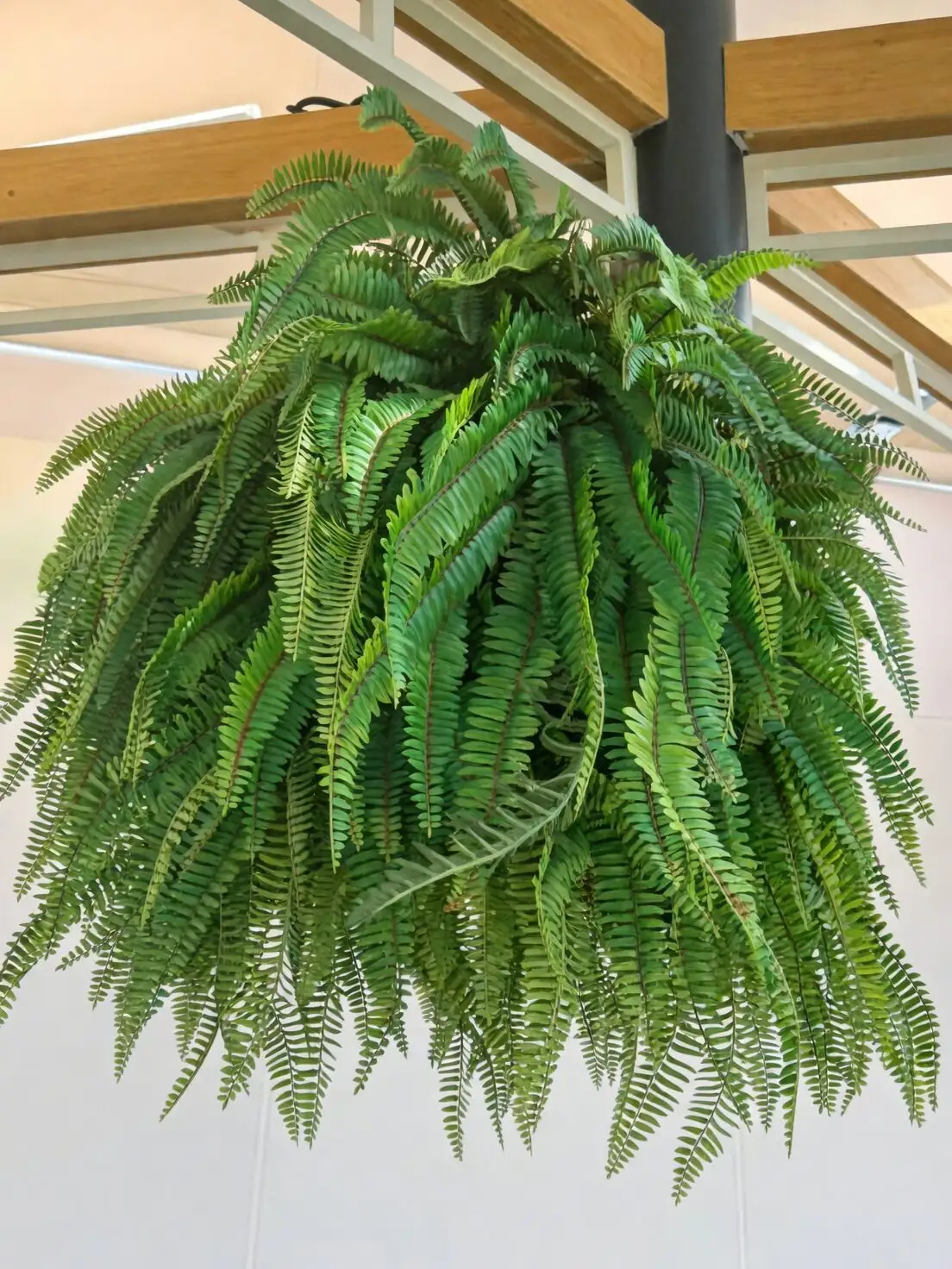 Soft to the Touch, Tough at Heart: The Symbolism and ‘Flower Language’ Debate of Asparagus Fern