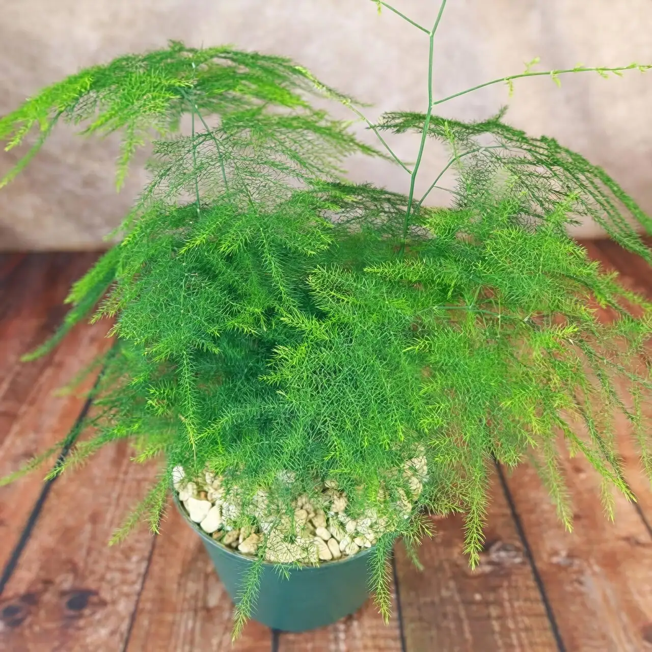 asparagus fern flowers and berries
