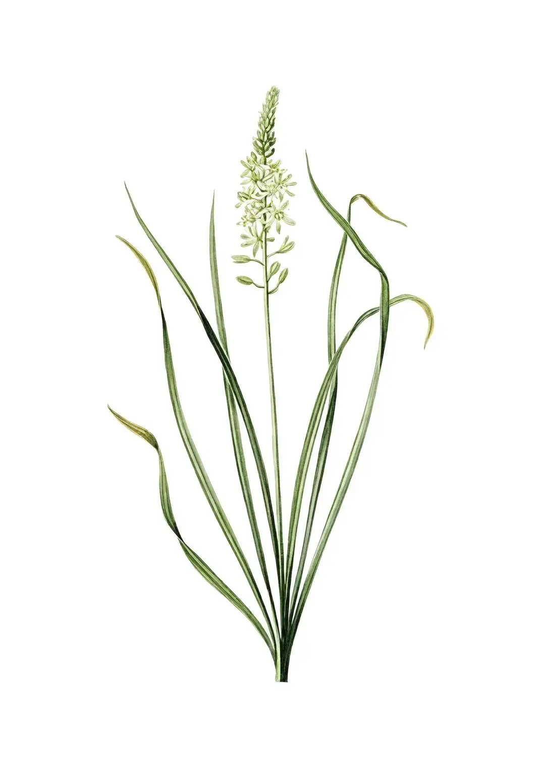 asparagus fern vintage botanical illustration