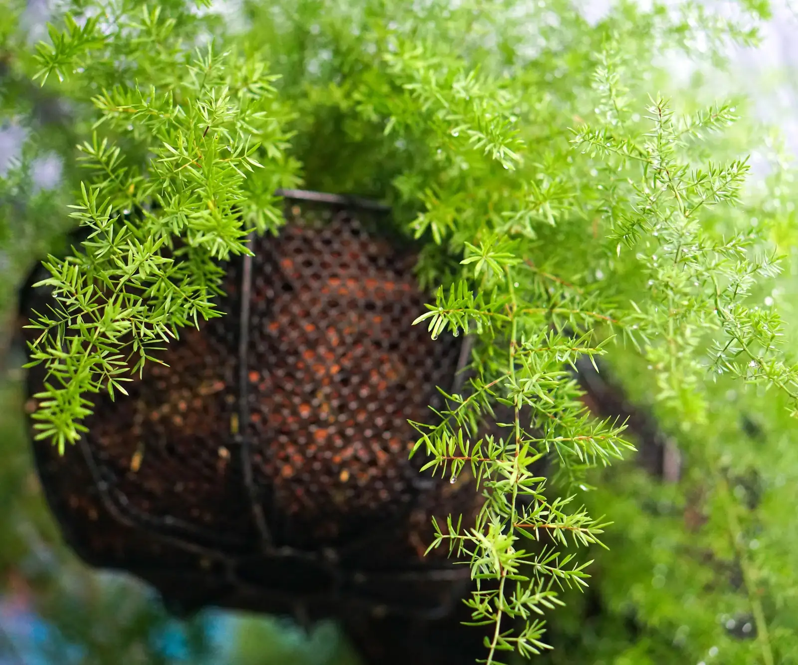 Cascade Drama in Small Spaces: Styling Asparagus Fern Without the Mess