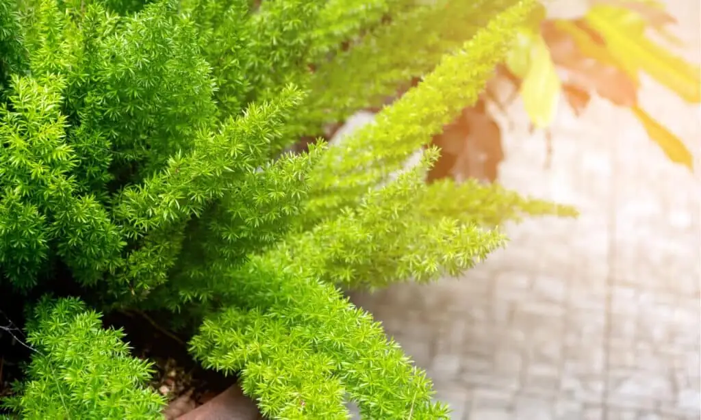 asparagus fern foxtail tall planter
