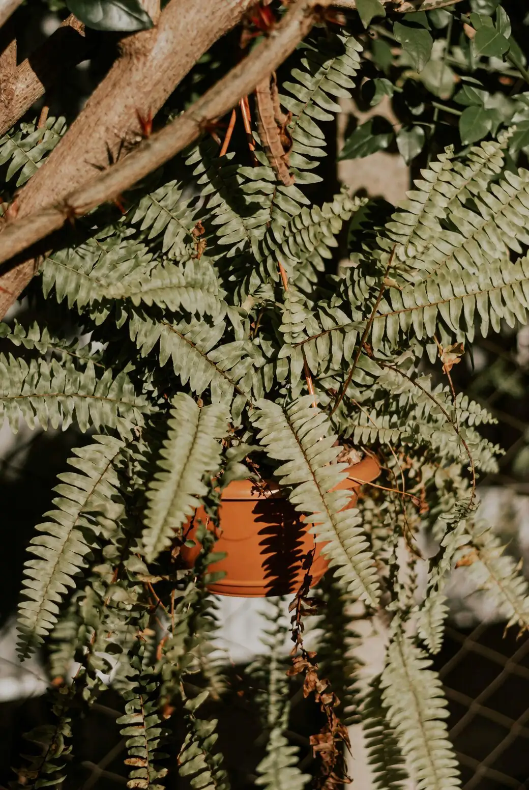 Divide and Thrive: A Spring Propagation Masterclass for Foxtail and Sprenger’s Asparagus