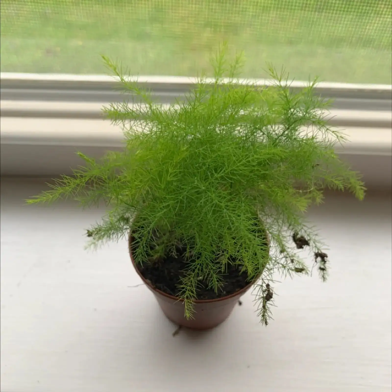 asparagus fern division tools