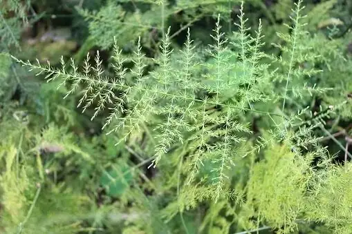 asparagus fern tuberous roots close-up