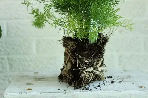 asparagus fern dividing root ball