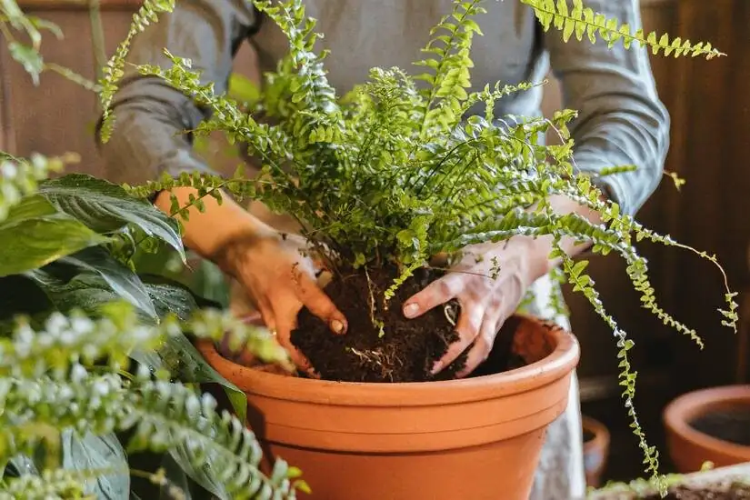 asparagus fern repotting chunky mix