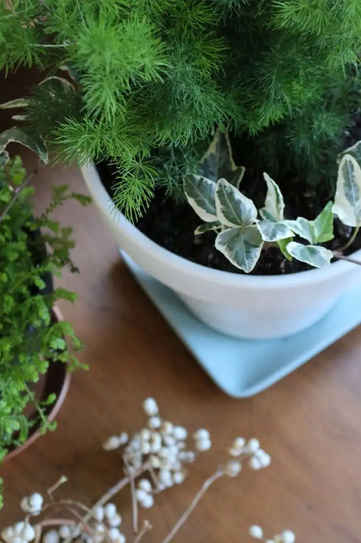 asparagus fern watering indoor pot