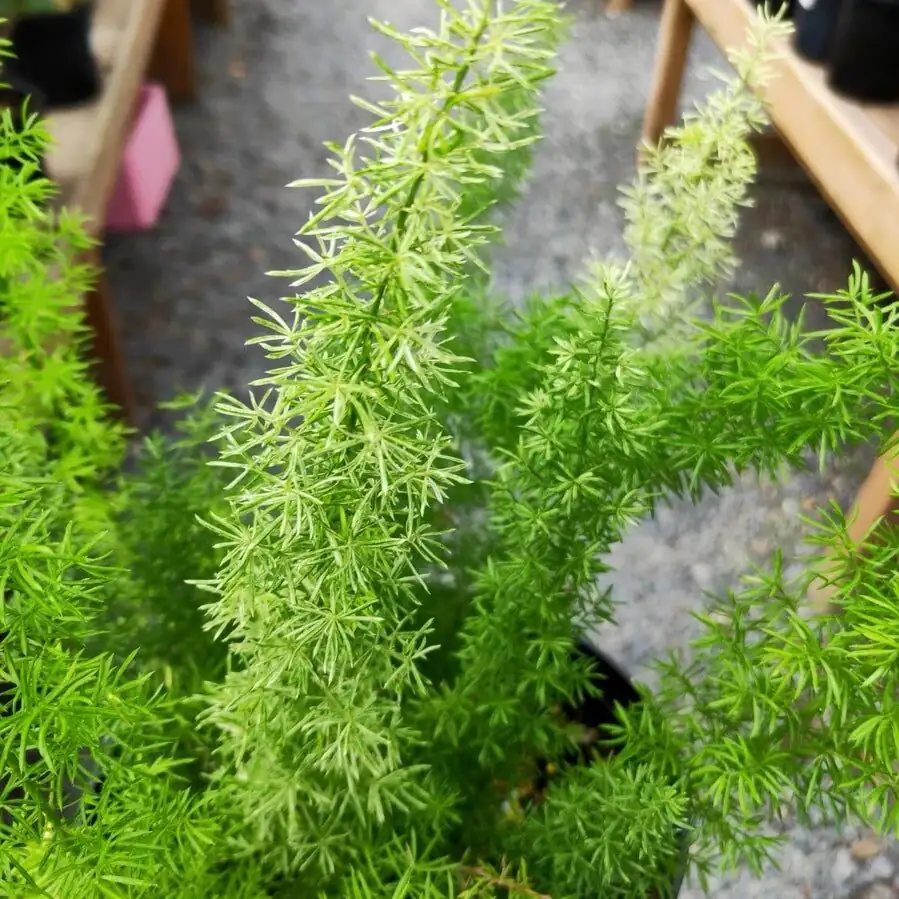 asparagus fern foxtail close-up