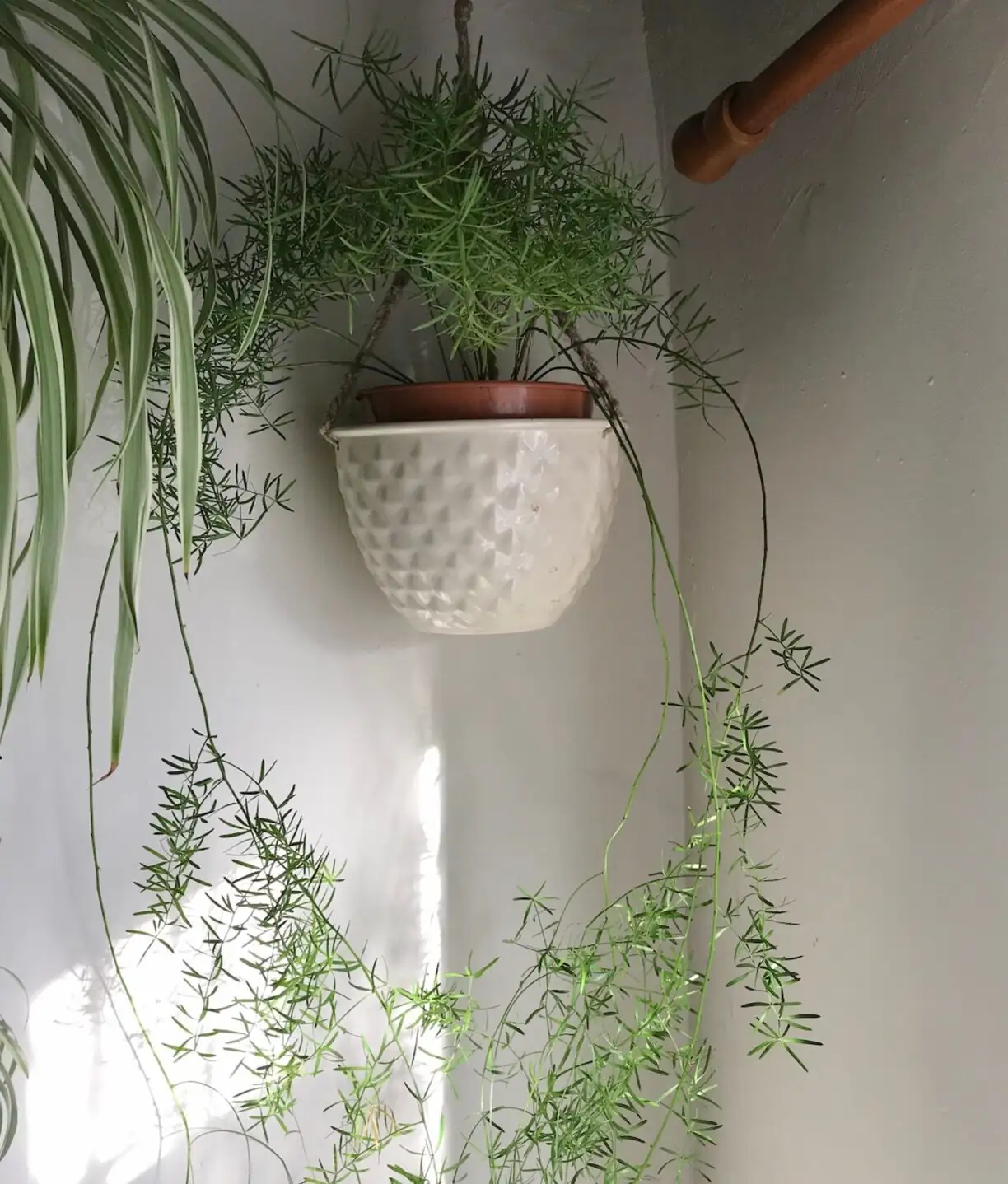 asparagus fern high shelf living room