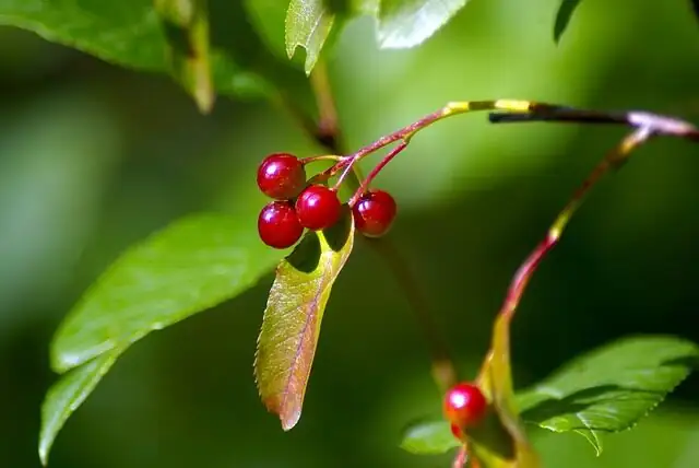 asparagus fern red berries close-up
