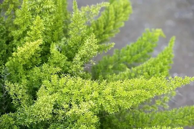 asparagus fern pruning gloves