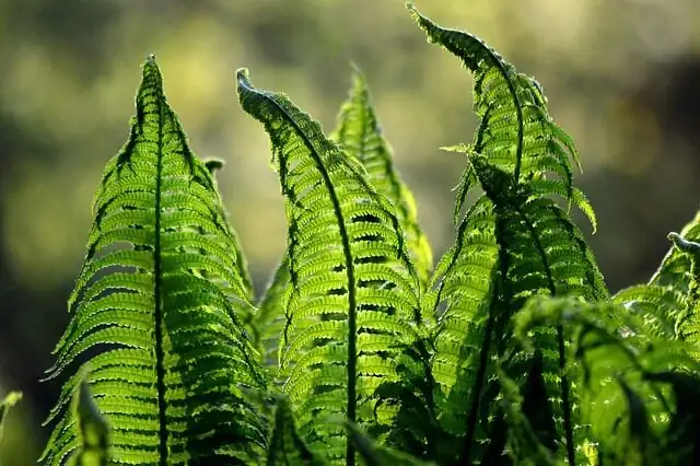 asparagus fern filtered shade garden